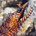 Hawaiian Dragon Eel 