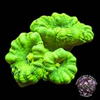 Caulastrea Coral - Aquacultured