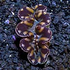 Gold Maxima Clam - Aquacultured