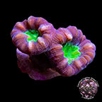 LiveAquaria® CCGC Aquacultured Candy Cane Caulastrea Coral