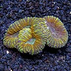 Brain Coral, Lobophyllia