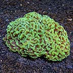 Hammer Coral 