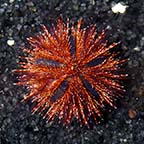 Captive-Bred Marine Invertebrates