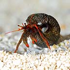 Dwarf Red Tip Hermit Crab