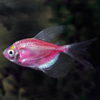 GloFish®, Galactic Purple® Longfin Tetra