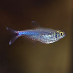 Blue Tetra