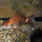 Chocolate Pom Pom Goldfish