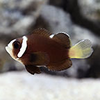  Captive-Bred McCullochi Clownfish