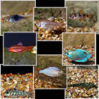 Popular Value Packs, Freshwater Fish 