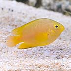  Captive-Bred Lemon Damselfish