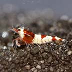 Red King Kong Shrimp