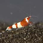 Red Panda Shrimp