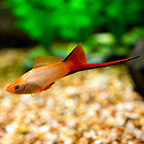 Solar Flare Twinbar Swordtail 