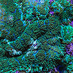 Green Rhodactis Mushroom Coral