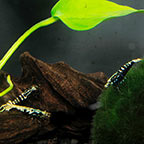 Black Pinto Shrimp