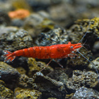 Sakura Shrimp