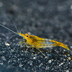 Orange Glass Shrimp