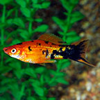 Berlin Swordtail