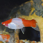 Kohaku Swordtail