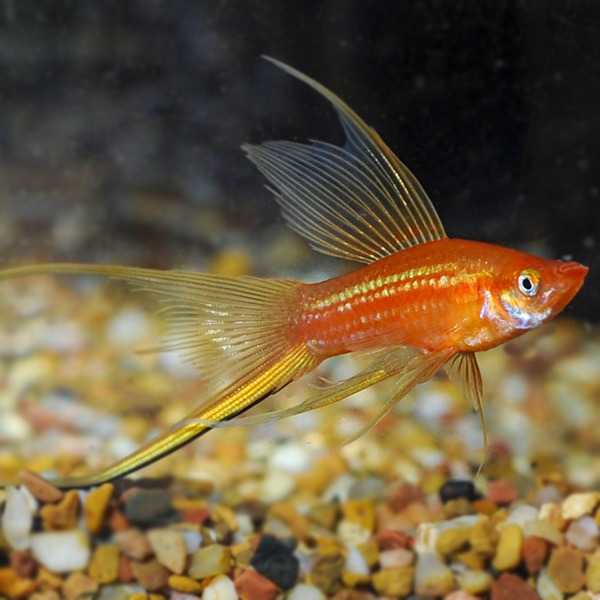 Hi Fin Swordtail