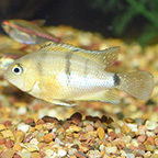 Cutter's Cichlid