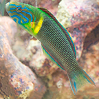 Newton’s Wrasse