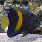 Maculosus Angelfish