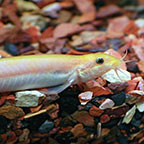 Dojo Loach