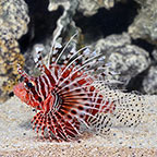 Mombasa Lionfish