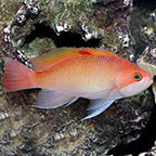 Stocky Anthias, Female