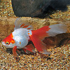 Red & White Ryukin Goldfish