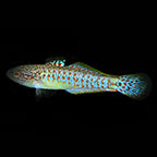 Peacock Gudgeon