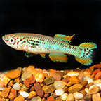 Killifish for Sale: Lyretail, Clown Killifish and other Killies