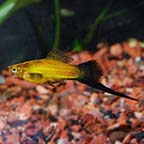 Marigold Wag Swordtail