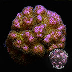 LiveAquaria® CCGC Aquacultured Pink Peony Pocillopora Coral