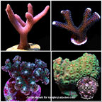 LiveAquaria® Certified Beginner SPS Frag 4 Pack, Aquacultured