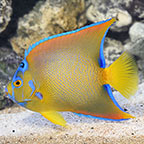 Queen Angelfish 