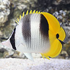 Double Saddle Butterflyfish