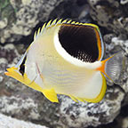 Saddleback Butterflyfish