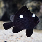 Three Spot Domino Damselfish 