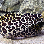 Tessalata Eel 