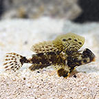  Scooter Blenny 