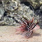 Radiata Lionfish