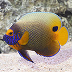 Blueface Angelfish 