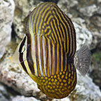 Sailfin Tang, Desjardini