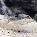 Bennett's Sharpnose Puffer