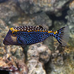 Boxfish 