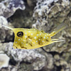 Longhorn Cowfish