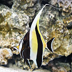 Moorish Idol EXPERT ONLY