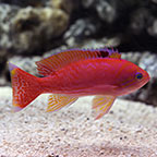 Bimaculatus Anthias